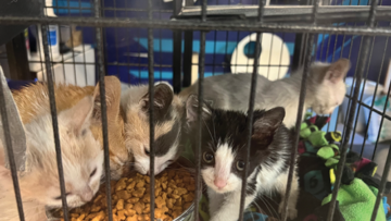 Rance WeHoCommunityCats 500×376 1