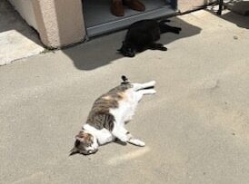 A327E522 27C6 4675 95B6 A2457EC8ACF0 4 5005 c e1717039416857